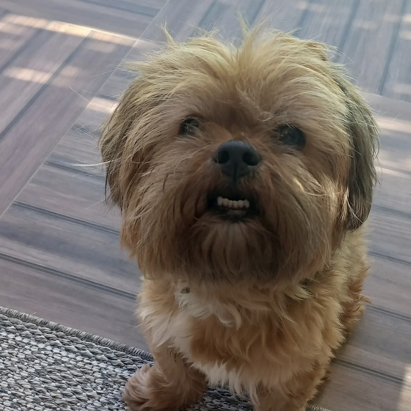 Poppy, the Lhasa Apso the AI receptionist is named after